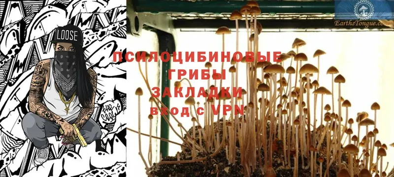 купить закладку  Ковдор  Галлюциногенные грибы MAGIC MUSHROOMS 